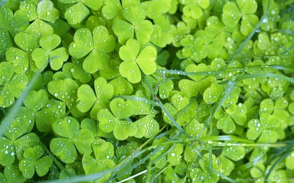 Green Grass Green Wallpapers (22176358) Fanpop