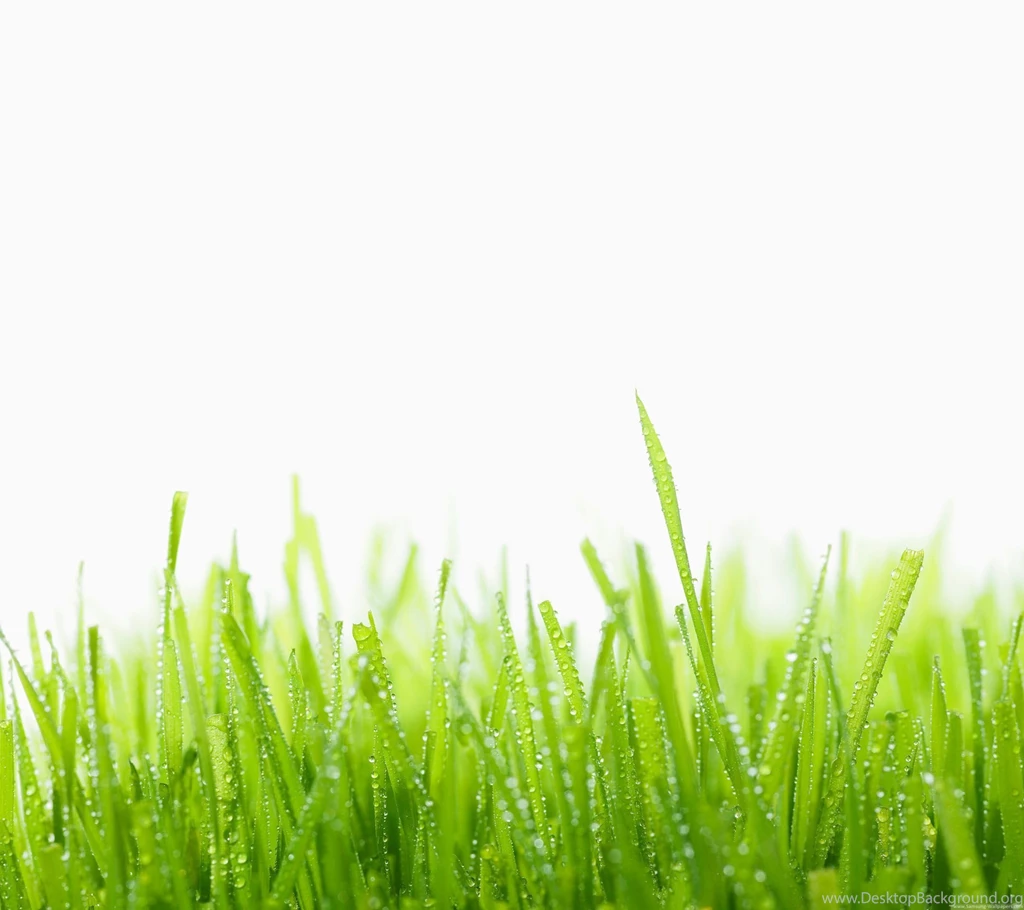 Green Grass HD Desktop 2160x1920 Samsung Galaxy S4 ...