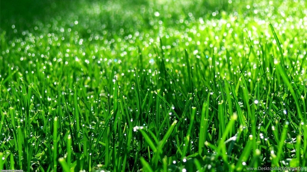 Green Grass Wallpapers