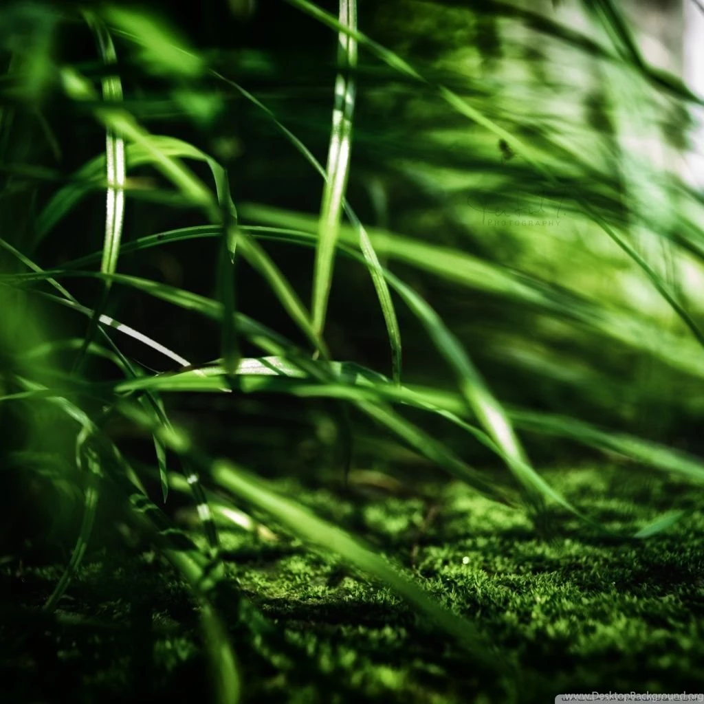 Green Grass HD Desktop Wallpapers : Widescreen : High Definition ...