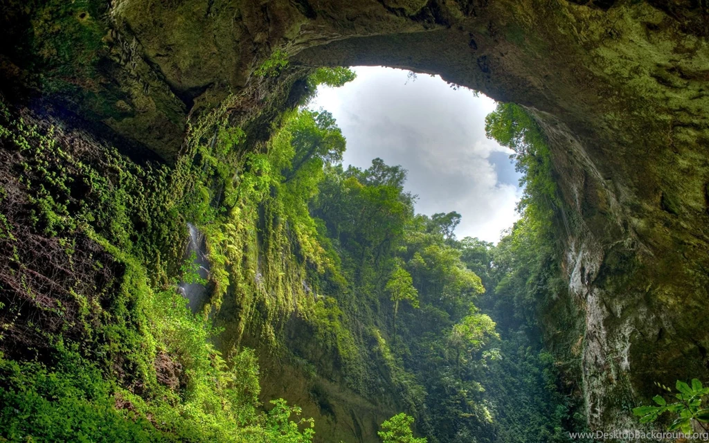 Download Jungle Animal Wallpapers Full HD