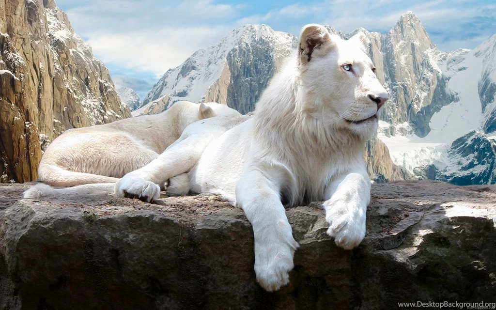 White Lion Wallpapers 169626