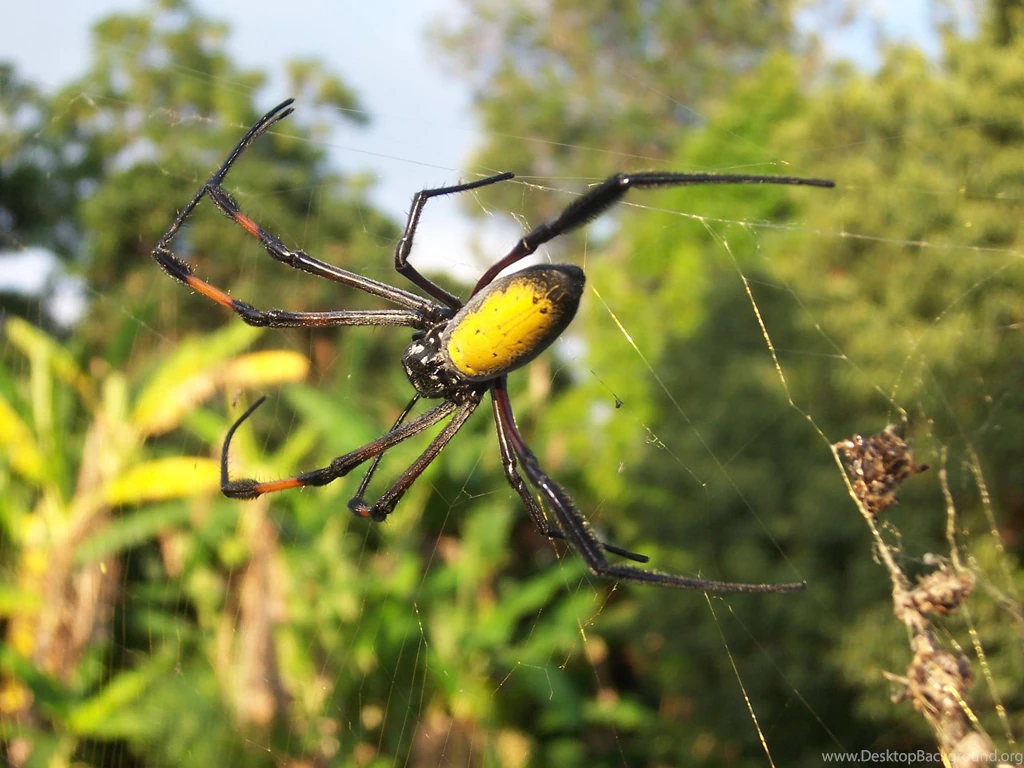 Jungle Animal Wallpapers Full HD