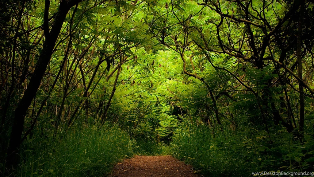 Page 3: 4K Ultra HD Jungle Wallpapers HD, Desktop Backgrounds ...