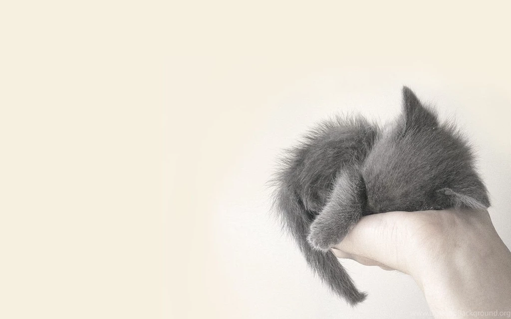 5674 Cat HD Wallpapers