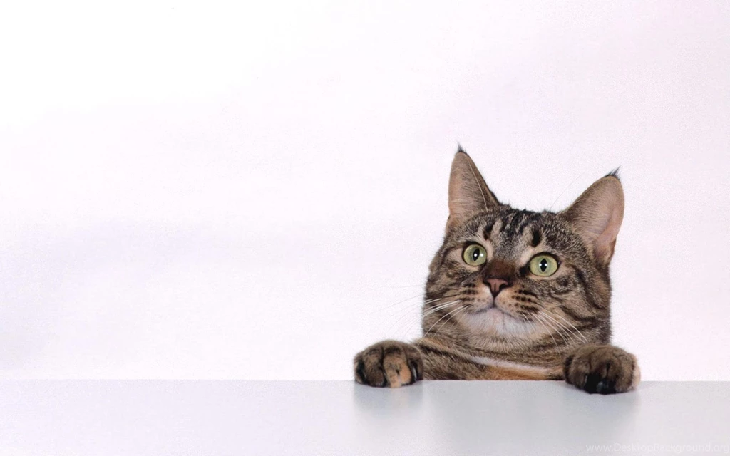 Cat Backgrounds Wallpapers