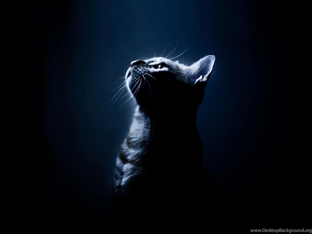 Cat On A Black Backgrounds Wallpapers And Images Wallpapers ...