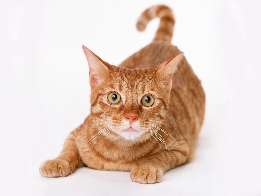 Free Wallpapers Gold Munchkin Cat White Backgrounds