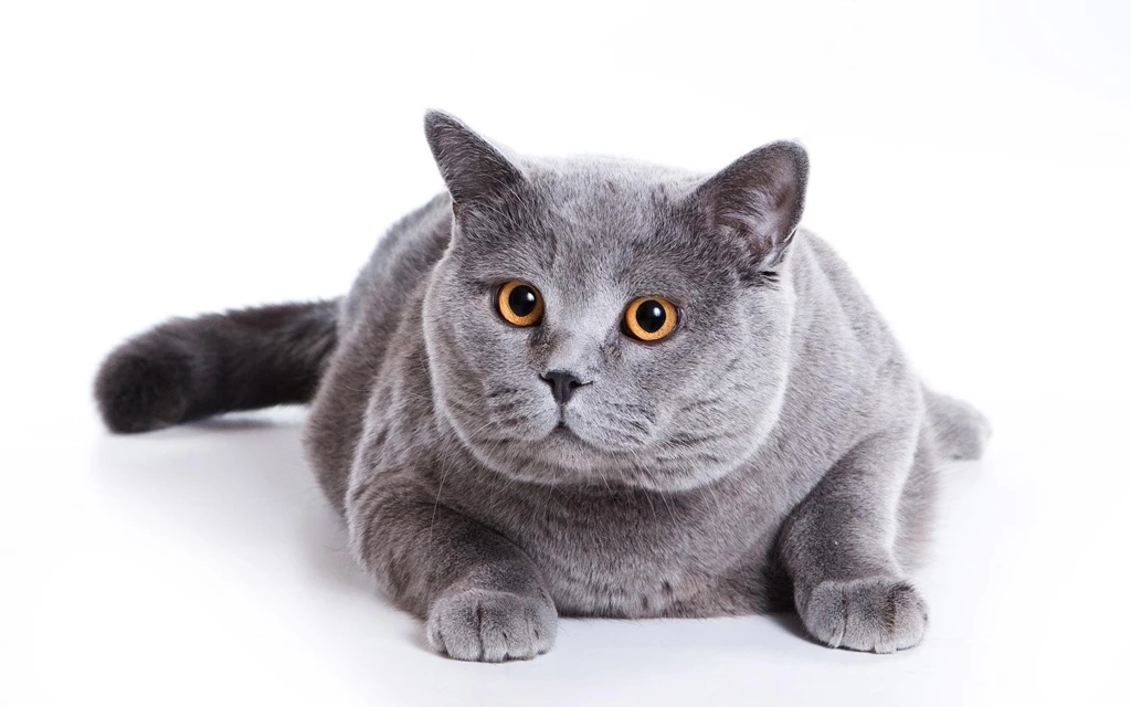 Blue British Cat On A White Backgrounds >> HD Wallpaper, Get It Now!