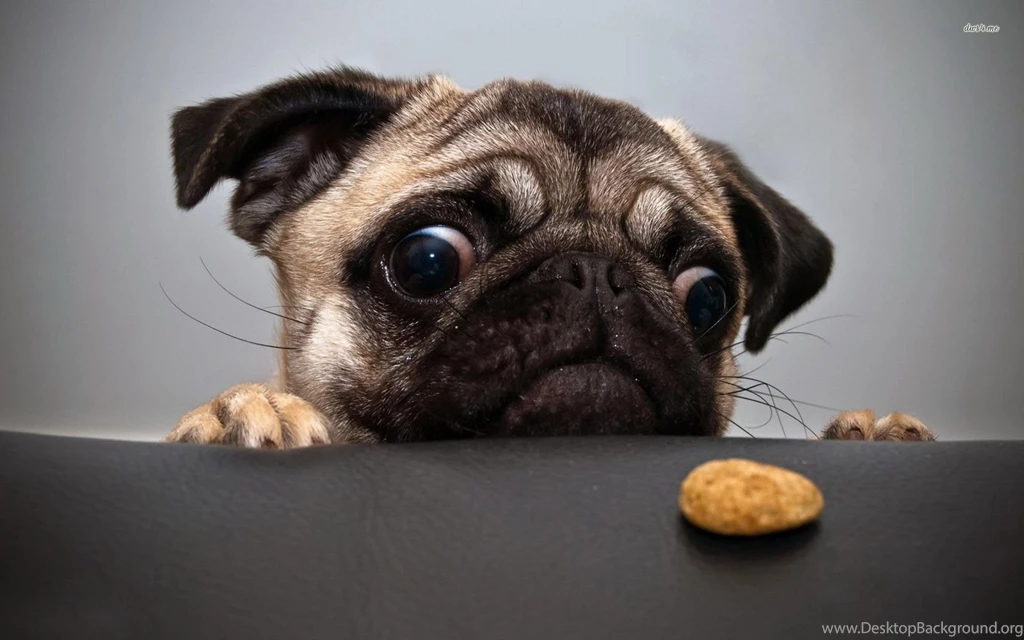 Black Pug Wallpapers