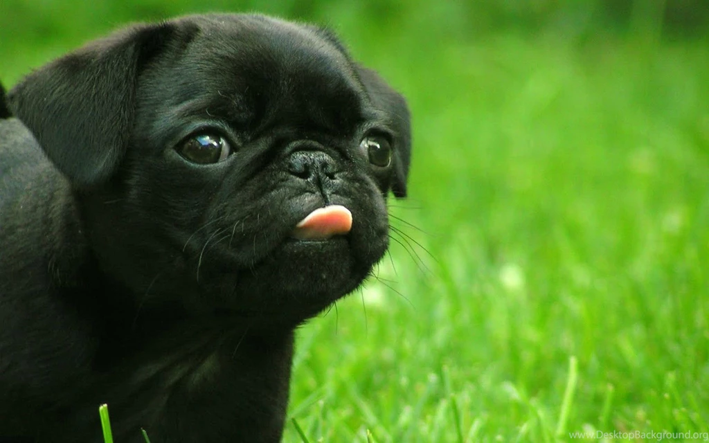 Pug Wallpapers HD Download
