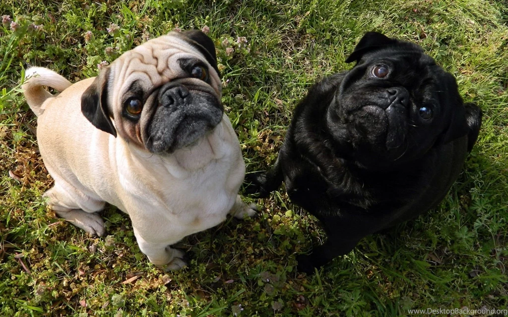 Funny Pug Wallpapers