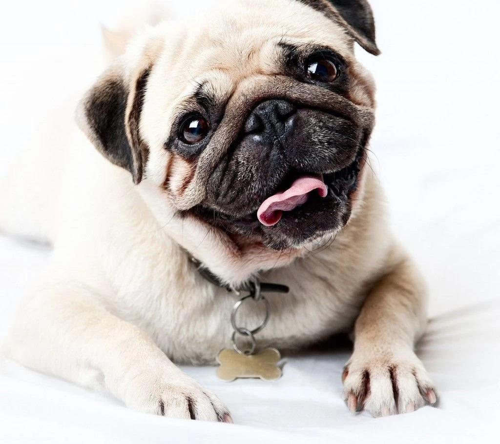 Gallery For Baby Pug Wallpapers