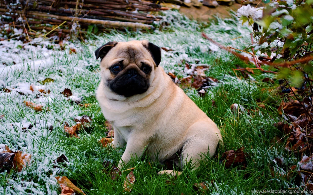 Dog Breed: Pug Wallpapers :: HD Wallpapers