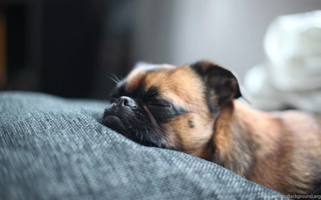 Cute Sleeping Pug Wallpapers