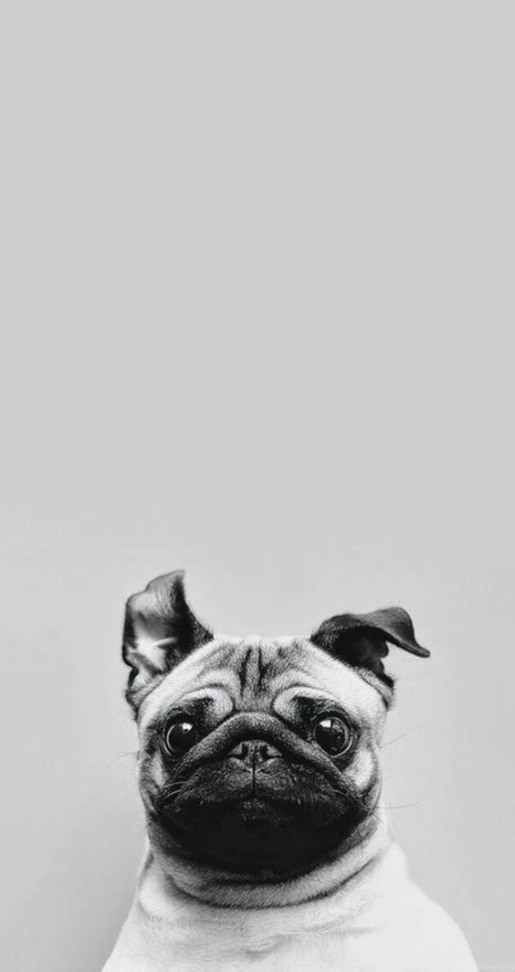 Cute Pug iPhone Wallpaper. Tap To See Collection Of Cute Pug Dog ...
