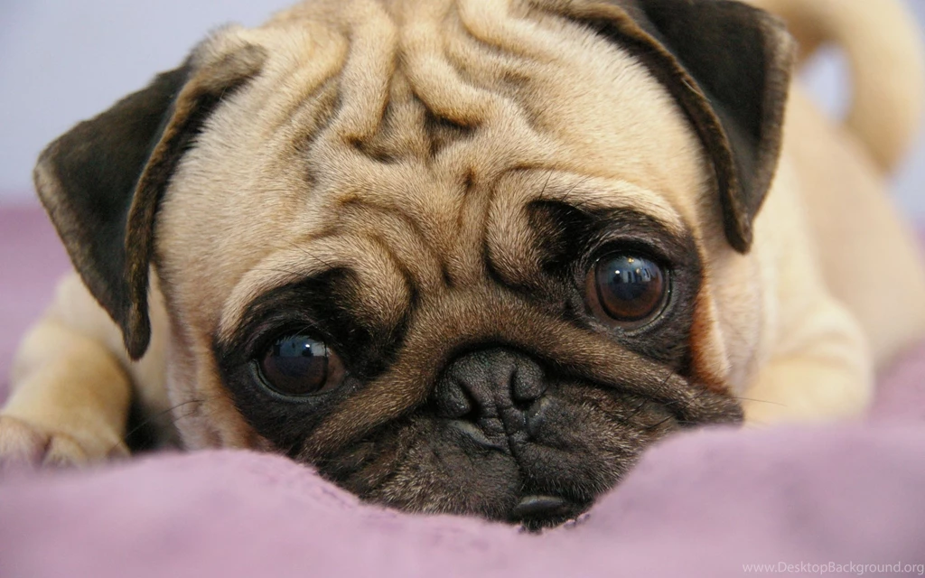 Pug Wallpapers HD