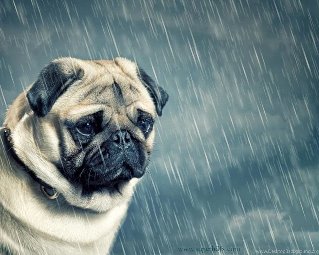 Pug dog wallpapers.jpg