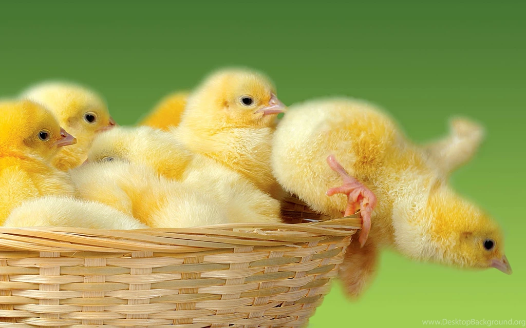 Chicken Wallpapers