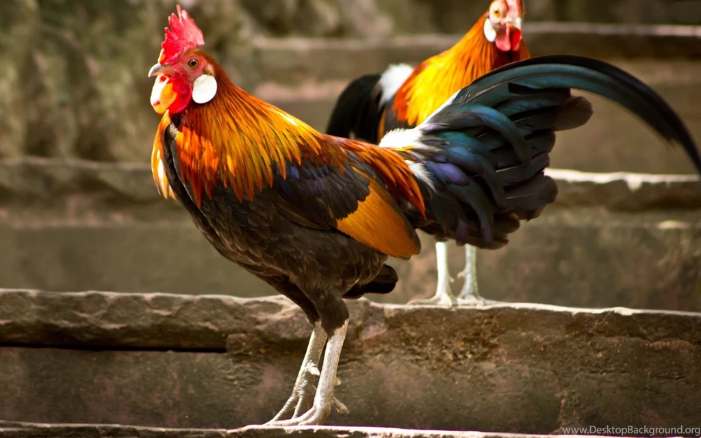 Chicken Wallpapers