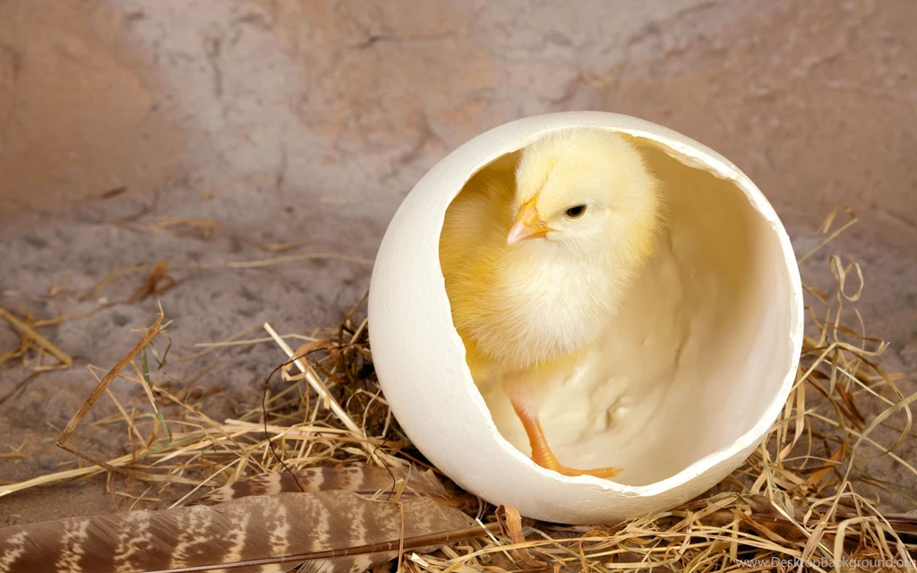 Egg In Chicken Wallpapers 2560x1600 1320462