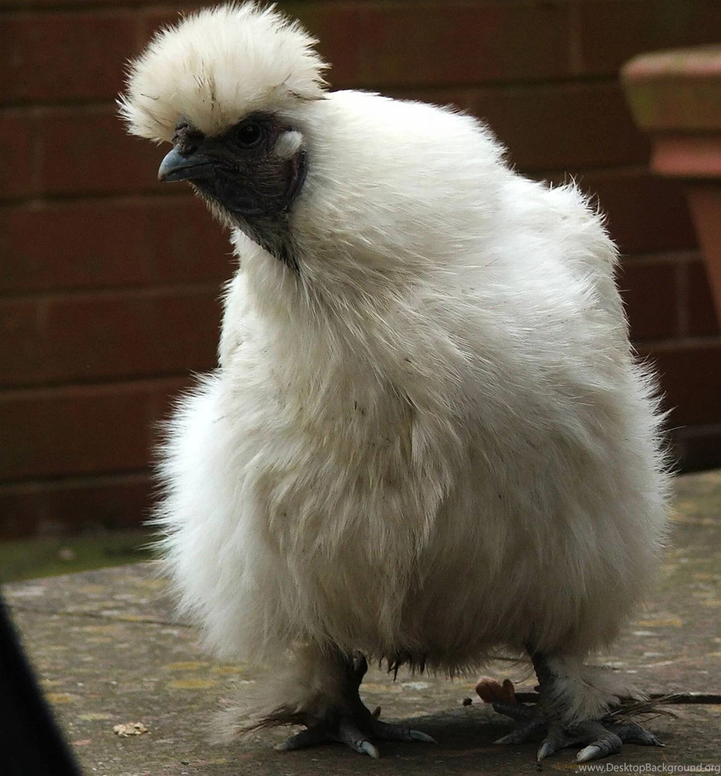Chicken Abominablesnowchicken Chicken Wallpapers (