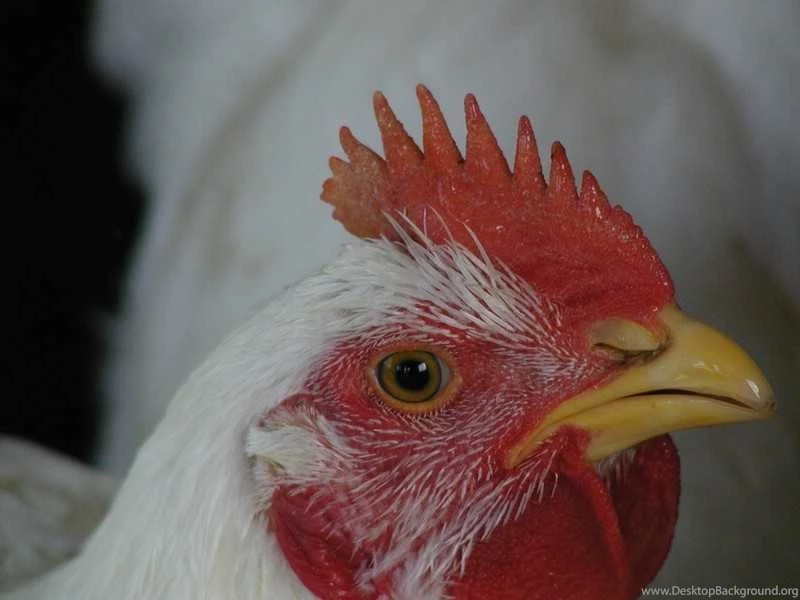 Chickens 005.jpg