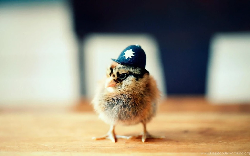 Chicken Wallpapers
