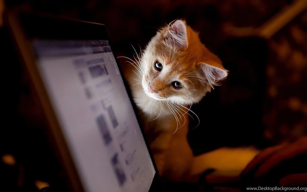 Kitten Looking At A Computer Screen Wallpapers » WallDevil Best ...