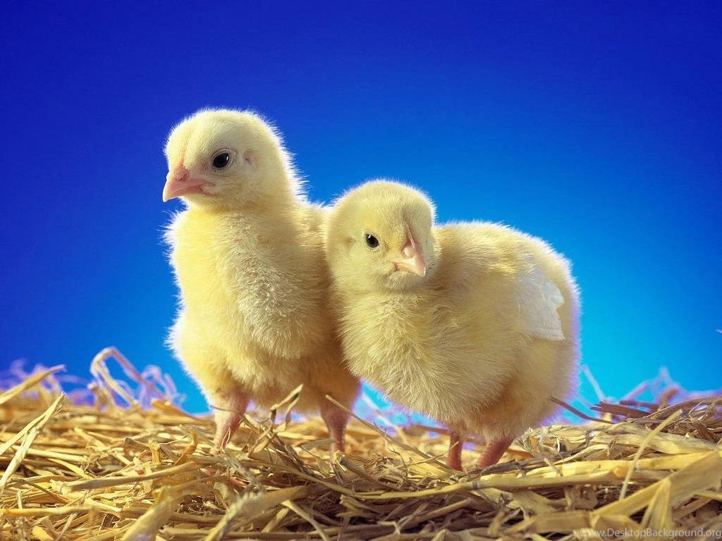 Beautiful HD Wallpapers: Chicken HD Wallpapers