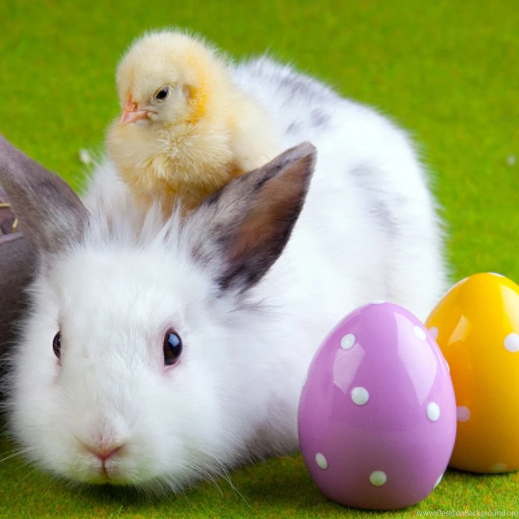 Rabbit And Chicken Wallpapers Desktop