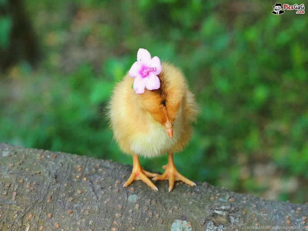 Birds Wallpapers & Birds Pictures HD Wallpapers New Colleciton