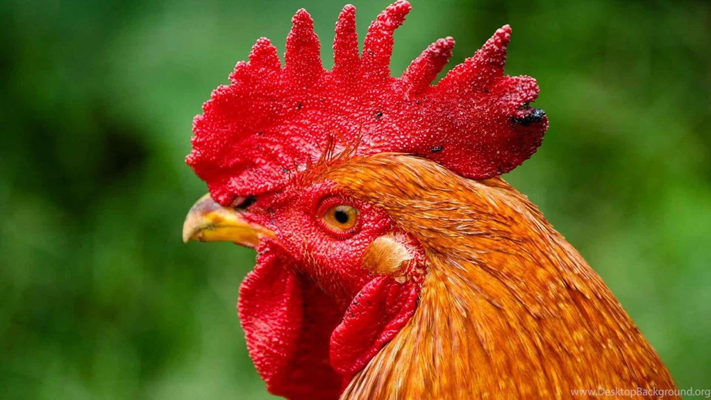 Chickens Desktop Wallpapers ~ Toptenpack.com