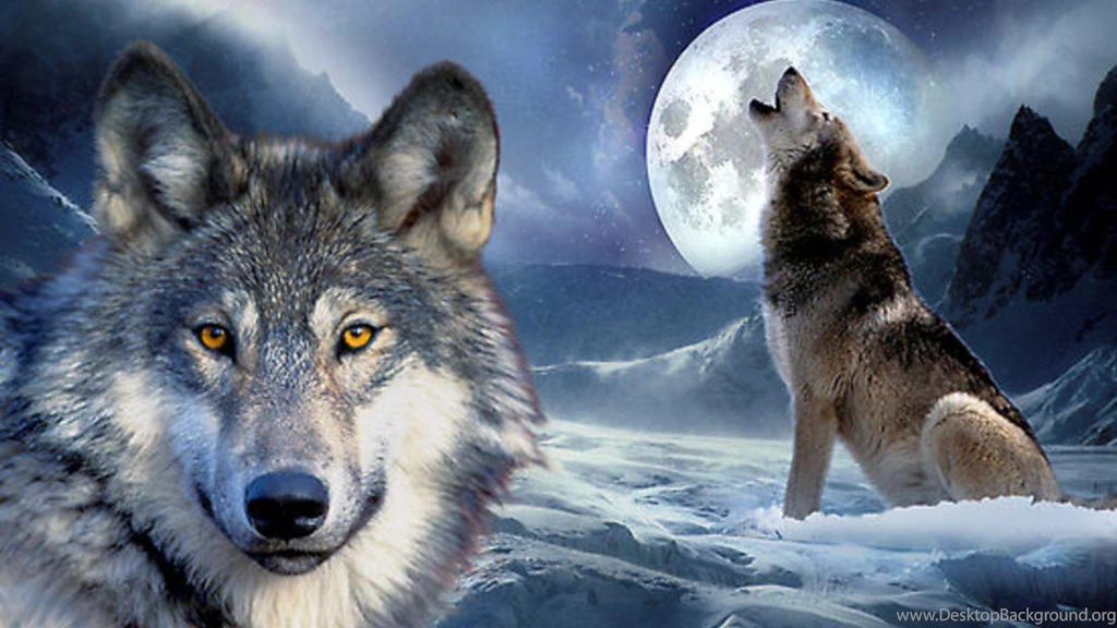 Pics Of An Arctic Wolf Wallpapers