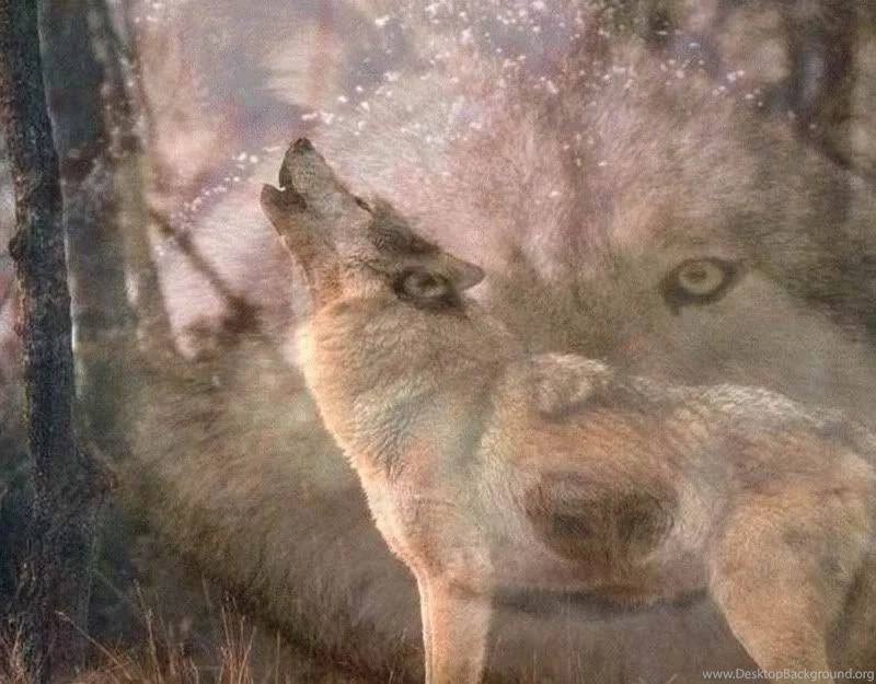 Wellphokannsong: Wolf Wallpapers