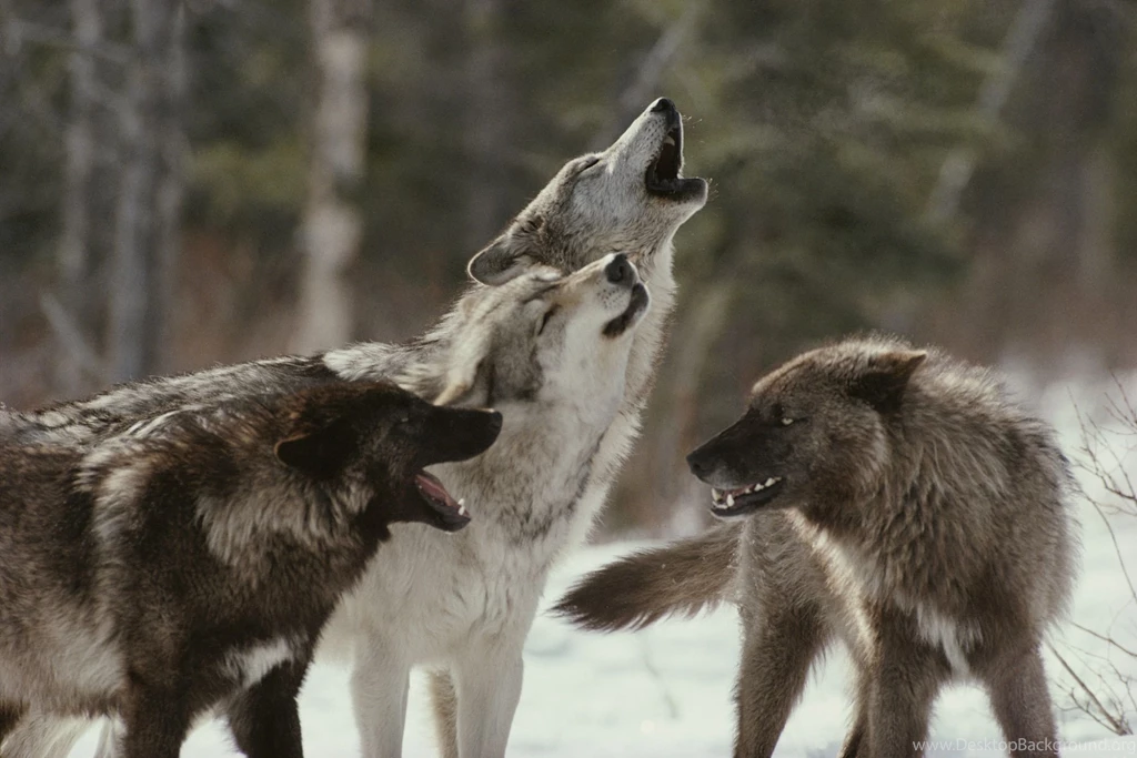 Wolf Pictures