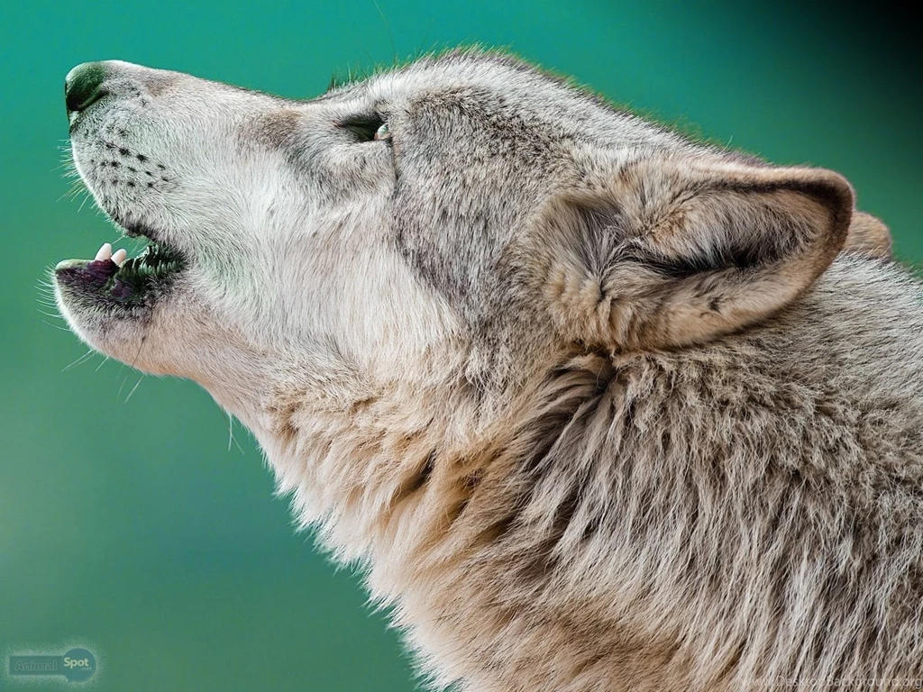 Wolf Wallpapers « Animal Spot