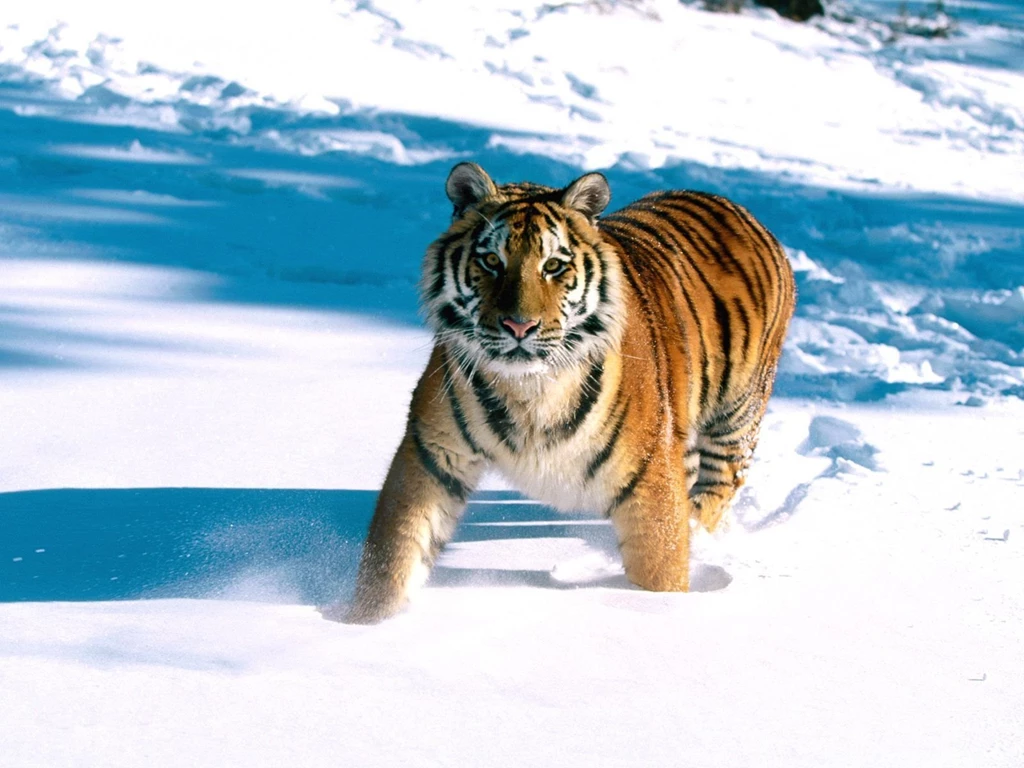 Tigers,Cheetahs,Leopards Wallpapers & HD Desktop Backgrounds Page 6