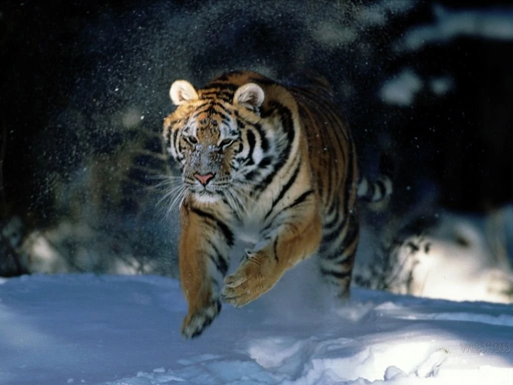 Animal