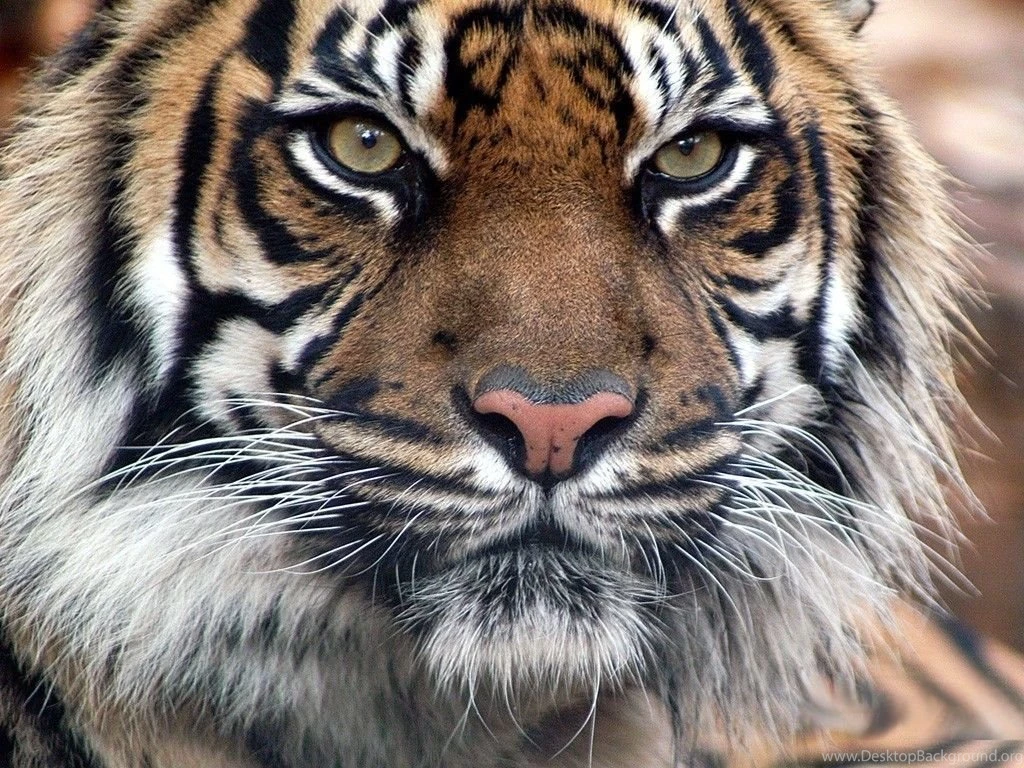 Tiger HD Desktop Wallpapers