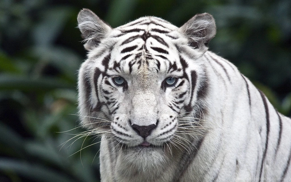 Wild Cat Tiger Lion Wallpapers Retina Hd Download 6Wallpapers ...