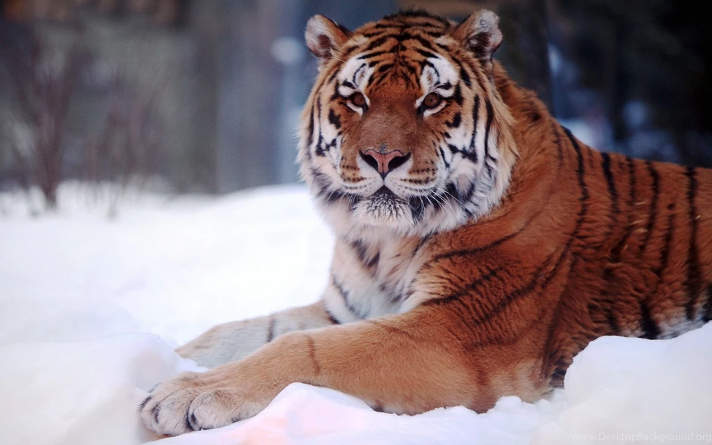 Tiger In Snow Close Image Free Desktop Backgrounds Free Wallpapers ...