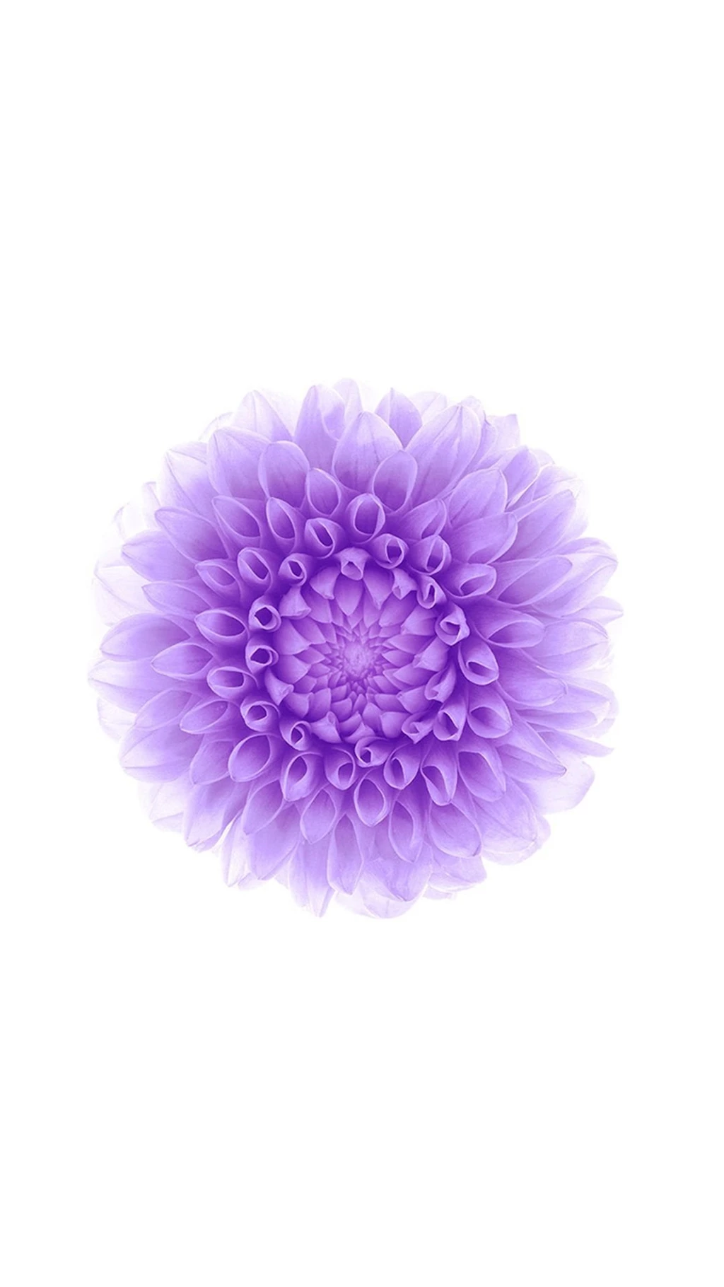 Offical Apple Flower Pattern Backgrounds iPhone 6 Wallpapers ...