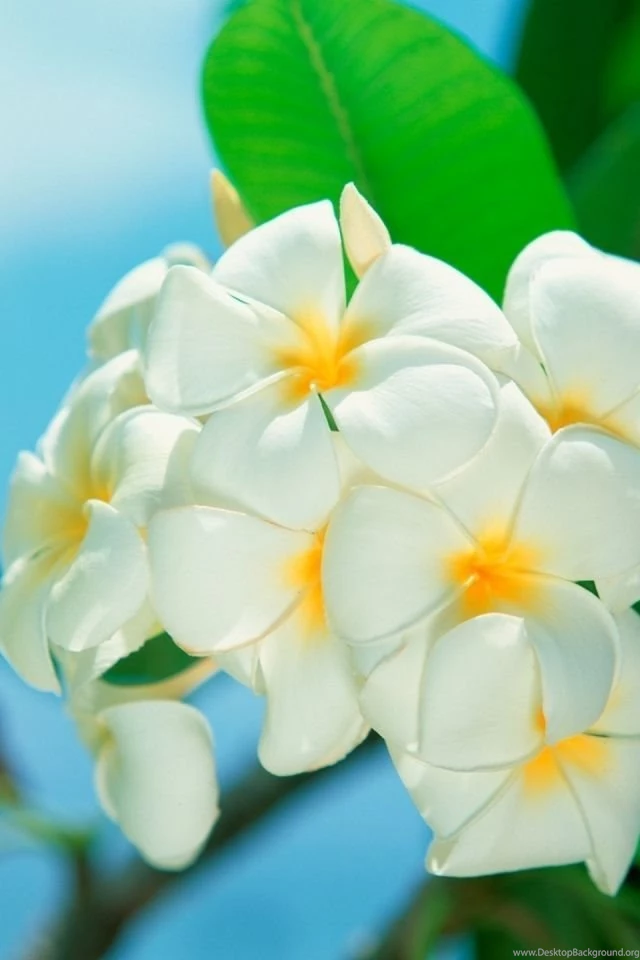 Download Wallpapers 640x960 Plumeria, Flower, Petals iPhone 4S, 4 ...