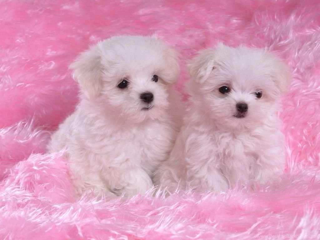 50 Cute Pictures Of Dogs And Puppies