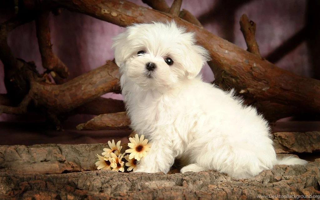Cute Dog Wallpapers