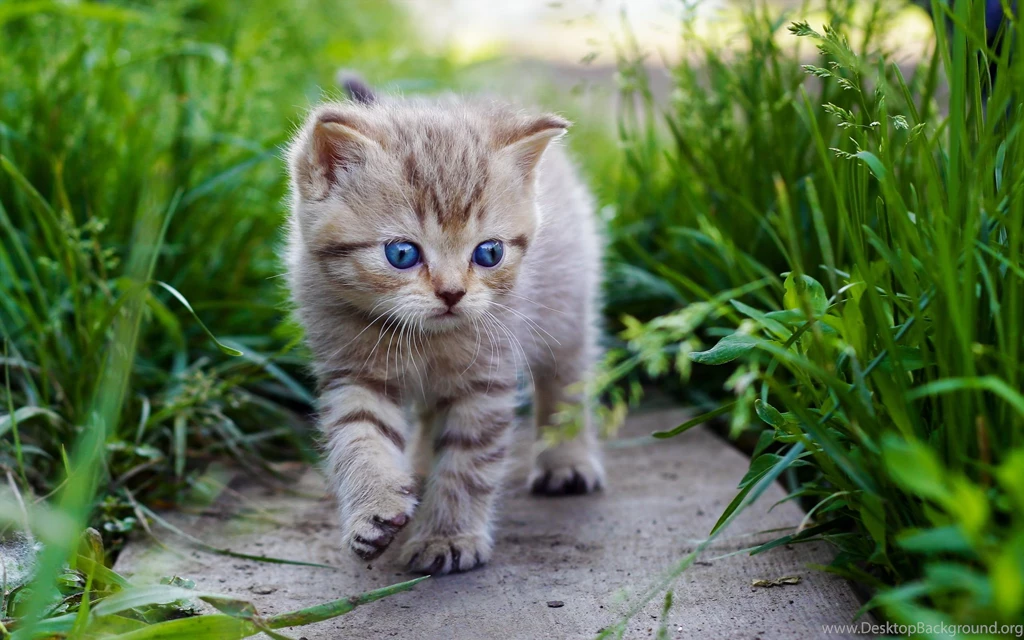 Kitten Wallpapers