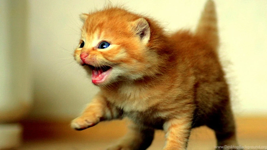 Gallery For Baby Kitten Wallpapers Free