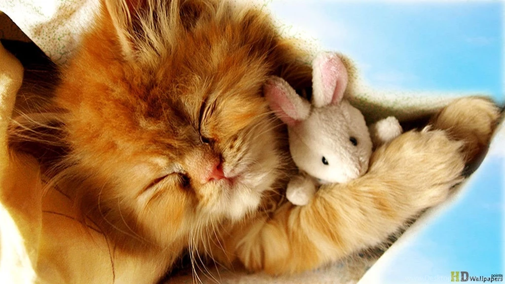 Gallery For Baby Kitten Wallpapers Free