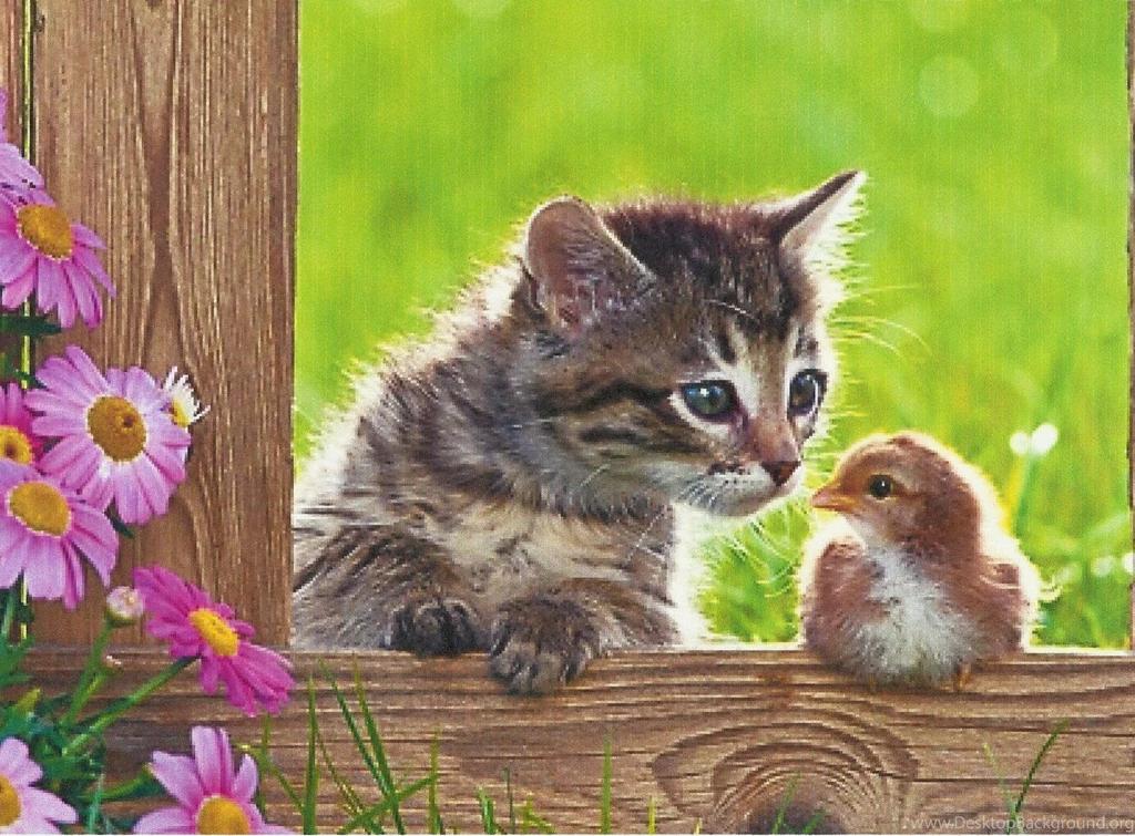 A Kitten With A Baby Bird HD Desktop Wallpapers : Widescreen : High ...